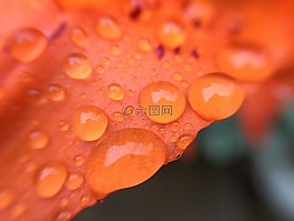 雨點,百合,水
