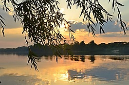 柳樹,河,云