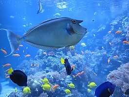 医生鱼的鼻子,鱼,水族馆