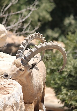 ibex,动物,牛角