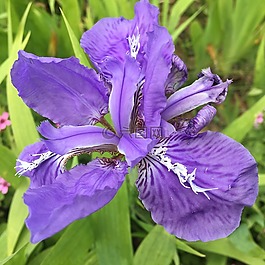 鳶尾花,花,紫色