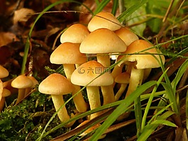 蘑菇,森林,有毒