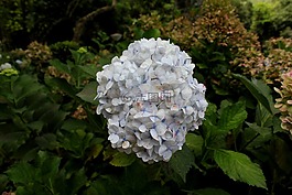 繡球花園,花卉,多彩