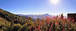山,植被,性質
