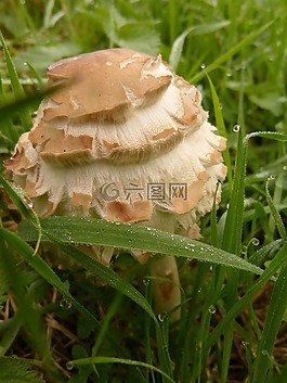 蘑菇,有毒,森林