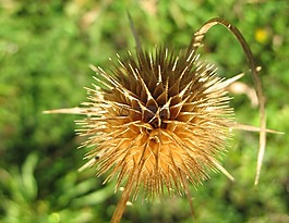 薊,刺,廠
