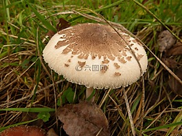 蘑菇,有毒,森林