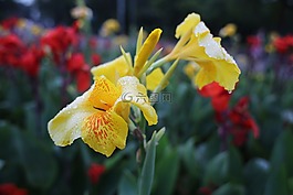 花黄色场,湿法,热带花卉