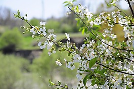 春,花卉,树
