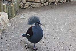 鳥,動(dòng)物,鳴鳥