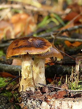 蘑菇,森林,有毒