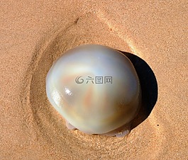 動(dòng)物,水母,完蛋了