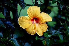 芙蓉花,黃色,自然