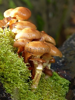 蘑菇,森林,有毒