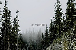 冷杉,森林,薄霧
