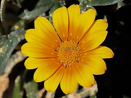 自然,植物區(qū)系,花