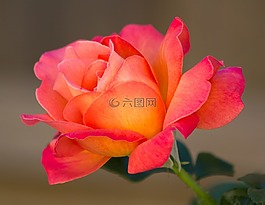 花,花瓣,盛開