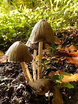 蘑菇,森林,有毒