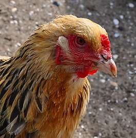 雞,鳥,頭