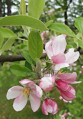 粉色的花,春天,盛開(kāi)