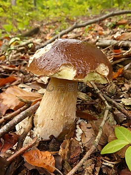 臨時選舉委員會,食用,森林