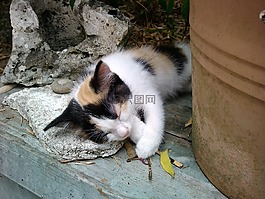 珀蒂,猫,nap