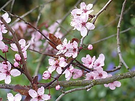 日本櫻花樹,粉紅色的花,粉紅色