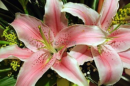 粉紅色的花朵,百合花,粉紅色的花