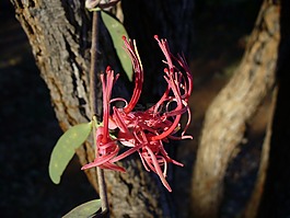 花,野生花卉,盛开