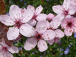 日本櫻花樹,粉紅色的花,粉紅色