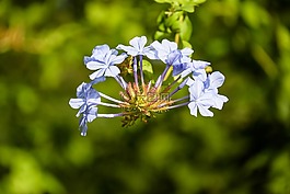 木瓜榕,花,開(kāi)花