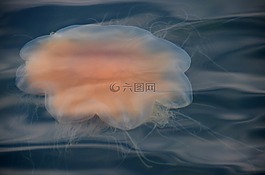 水母,海,瑞典