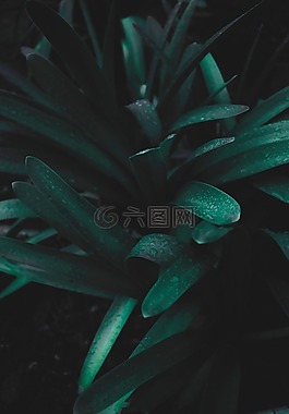 自然,植物,綠色