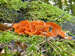 蘑菇,森林,有毒