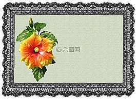 賀卡,槿,花