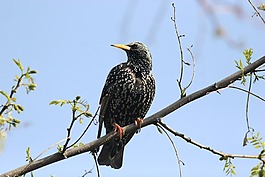 鳥,自然,野生動(dòng)物