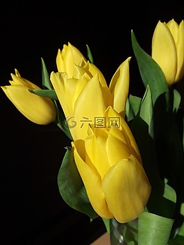 郁金香,春天,黃色