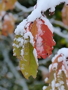 冬天,雪,冷