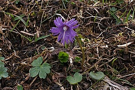 alpengloeckchen,soldanella 阿爾賓娜,受保護的植物