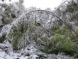 冬天,森林,雪