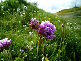 花,三葉草,性質