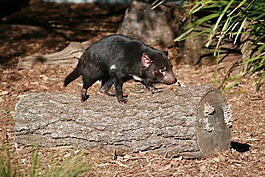 塔斯馬尼亞惡魔,澳大利亞,野生動物