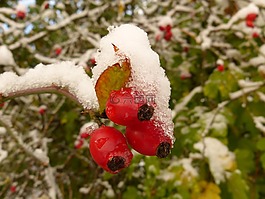 玫瑰果,雪,弗罗斯特