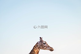 自然,藍(lán)色,天空