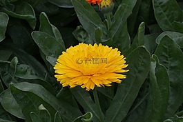 花,金盞花,黃色