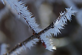 树,枝杈,全白