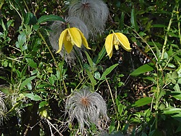 寶塔,鐵線蓮,chiisanensis