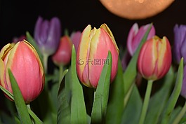 郁金香,鮮花,顏色