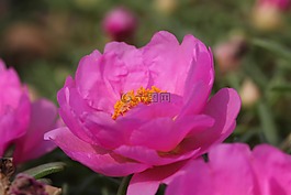 花,马齿苋,粉红色