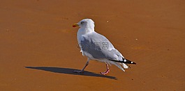 鷗,鳥,海灘